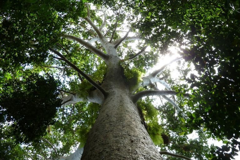 Industria maderera puede ayudar a combatir el cambio climático