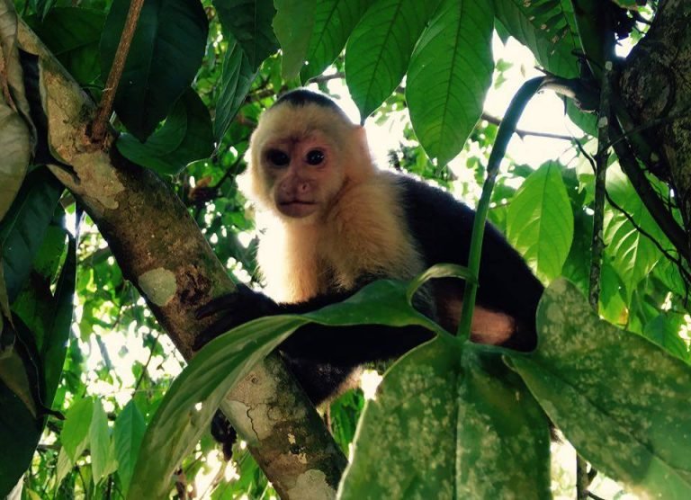 MINAE presenta su posición país para la vida silvestre