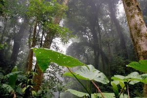 CCT: Costa Rica debe seguir apostando por el ecoturismo