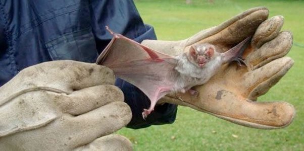 SENASA atiende brote de rabia paralítica bovina en Golfito