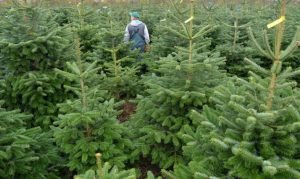 Desde el Cáucaso hasta Alemania: trayectoria de un árbol de Navidad