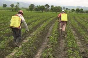 FAO y la OMS presentan una hoja de ruta para gestionar plaguicidas muy peligrosos