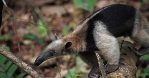 APREFLOFAS pide excluir animales silvestres del proyecto de Ley contra maltrato animal