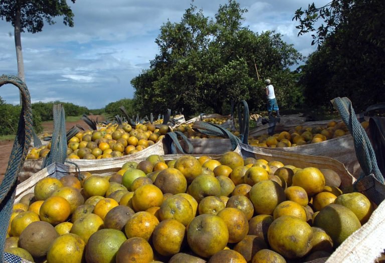 Migración extiende plazo para regularización de extranjeros que laboren en el sector agropecuario