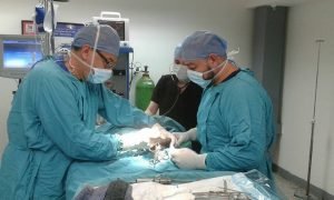 Hospital Veterinario de la UNA atenderá emergencias durante la Semana Santa