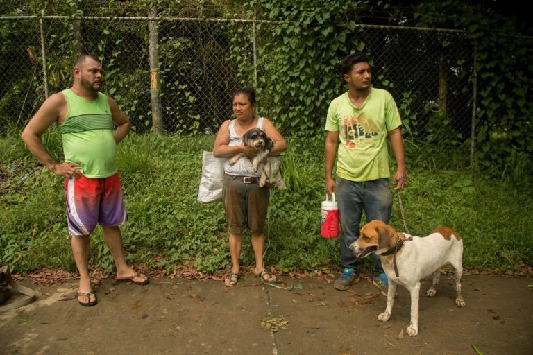 Veterinarios que atienden animales afectados por el huracán solicitan donativos