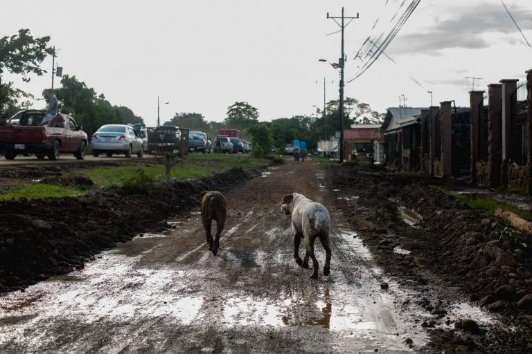 Veterinarios de la UNA están en Upala para brindar asistencia a los animales afectados