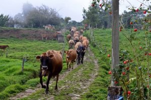 Cinco años de cárcel para joven que le robó una cabeza de ganado a su tío