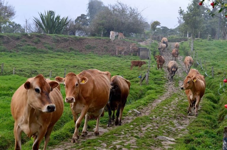 Sector lechero empieza a sentir los efectos del TLC