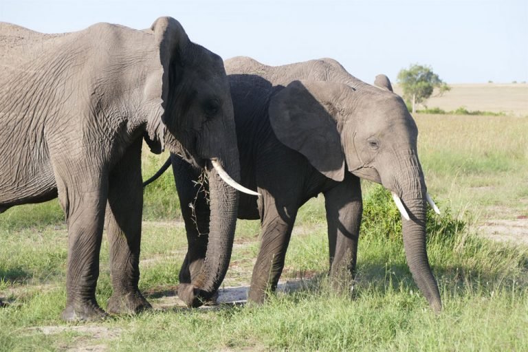 ONU celebra el Día Mundial de la Vida Silvestre