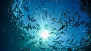 WWF: Ríos y mares perdieron más del 80 por ciento de su fauna