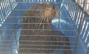 En menos de una semana, autoridades rescatan dos lobos marinos en Garabito