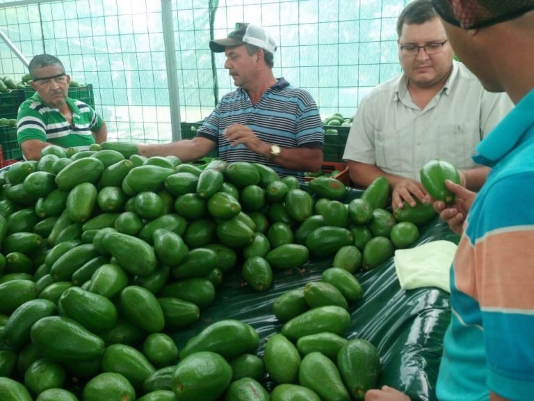 Aguacateros del Pacífico Central podrán vender sus productos en Walmart