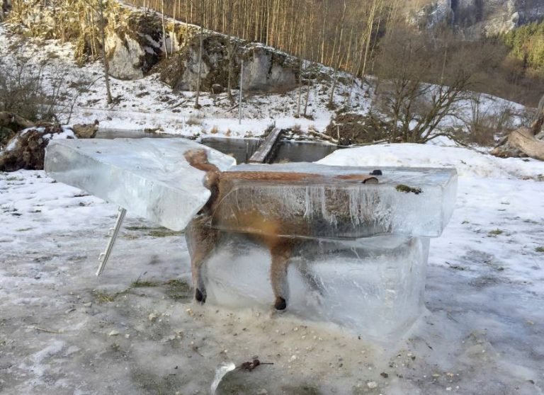 Foto de un zorro congelado, símbolo del fuerte temporal en Alemania