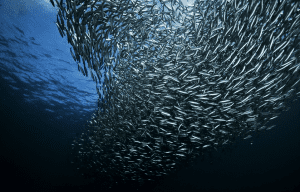 Presencia de anchoas y ostras en el Mar del Norte debido a aumento de temperatura