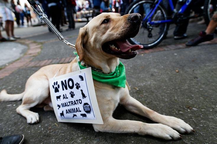 Defensores de los animales: El Gobierno nos traicionó