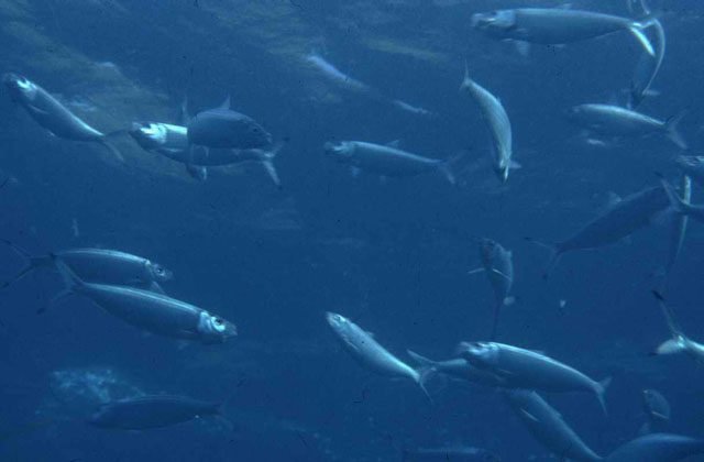 Disminuye la cifra de larvas de arenque del Báltico en costa alemana