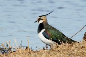 Número de aves se reduce de forma dramática en Alemania y Europa