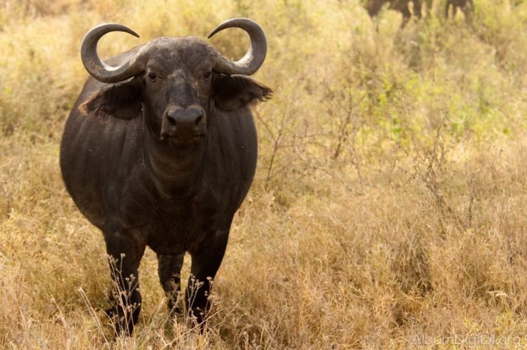 SENASA detecta primer caso de rabia paralítica bovina en un búfalo