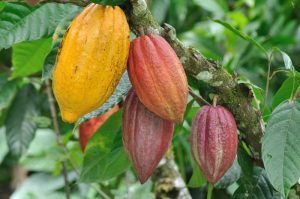 Cacaoteros analizarán durante encuentro en Limón temas de producción y comercialización de la fruta