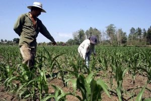 Pasantías agroempresariales fortalecen la agricultura familiar de El Salvador