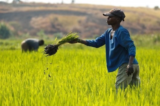 Precios de los principales cereales del mundo se mantuvieron estables, según la FAO