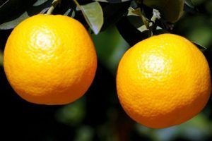 La fruticultura y el desarrollo sostenible