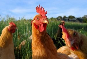 La gallina contestataria