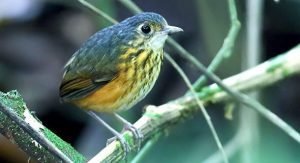 Observadores de aves identifican 522 especies en el volcán Arenal y cercanías
