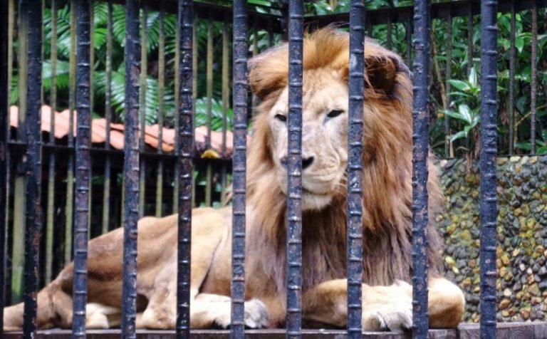 MINAE y MAG ordenan al Simón Bolivar dejar de exhibir al León Kivú; Zoológico apeló