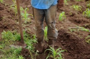 América Latina y el Caribe presentan gran capacidad de resistencia frente a crisis mundiales