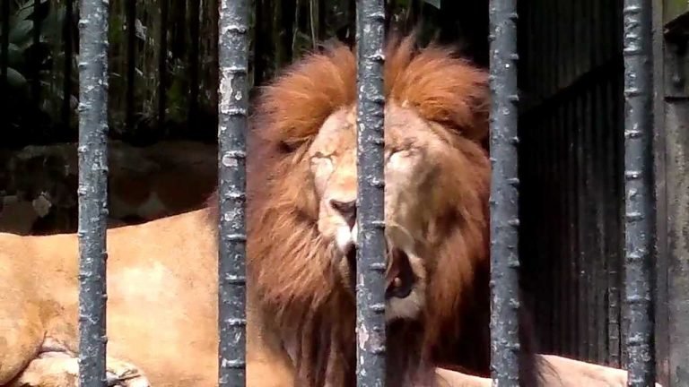 Kivú ha mostrado buen ánimo, está comiendo y está tranquilo