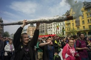 Fuerza Pública destruye vivero de marihuana en Osa