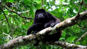 #TuristaResponsable no alimenta animales silvestres durante su visita