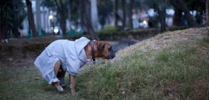 Parques de Alajuela infestados de parásitos por heces de perros