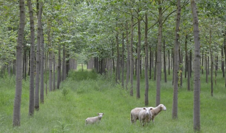 Producción mundial de madera crece impulsada por construcción y energías verdes