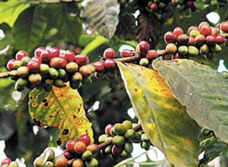 Servicio Fitosanitario pone en la mira plagas en cítricos, tomate, papa, melón, piña, café y palmáceas