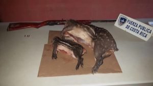 Fuerza Pública detuvo a cazadores furtivos con tepezcuintles muertos en Los Chiles