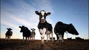 Costa Rica, uno de los pocos países sin el “mal de las vacas locas”