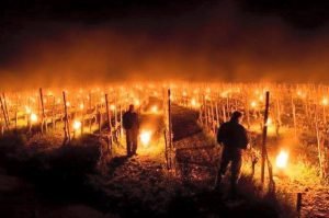 Lucha contra heladas: viticultores alemanes hacen fuego en sus viñas