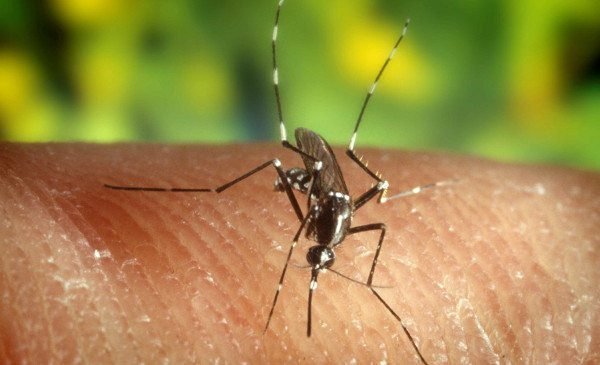 Municipalidades pretenden aumentar multas para combatir dengue y chikungunya