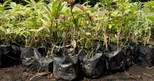 Viveros del Grupo ICE producen 700 mil árboles por año