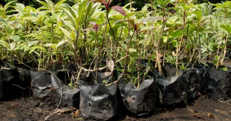 Viveros del Grupo ICE producen 700 mil árboles por año