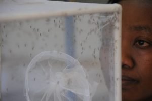 Faltan investigaciones para establecer posible vínculo entre el zika y la microcefalia