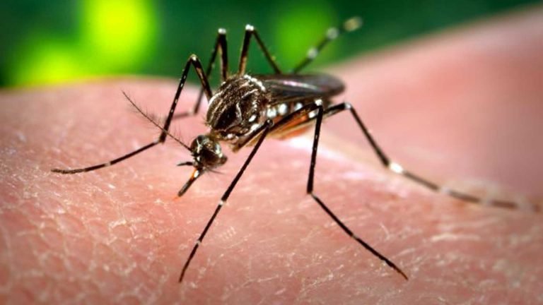 FAO se suma a lucha contra virus Zika en zonas rurales de América Latina y el Caribe