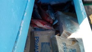 Guardacostas impide saqueo de especies protegidas en Parque Nacional Santa Rosa