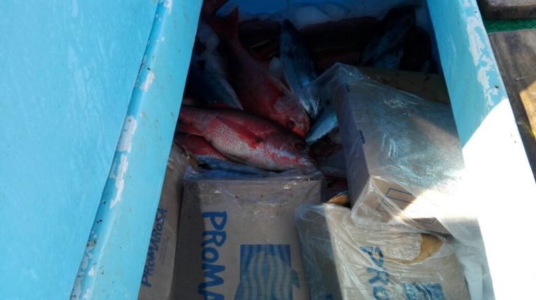 Guardacostas impide saqueo de especies protegidas en Parque Nacional Santa Rosa