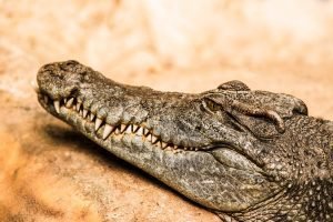 Costa Rica urge de estudio para conocer población de cocodrilos en el país