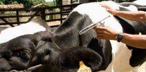 Costa Rica prevenida ante brote de Aftosa en Colombia