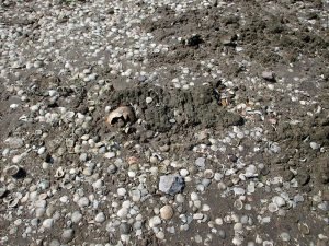 Arqueólogo del INAH descubre entierro prehispánico con doble inhumación en Baja California Sur
